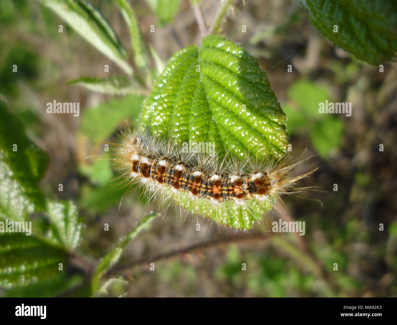 Haariger Regenwurm, Italien Stockfoto