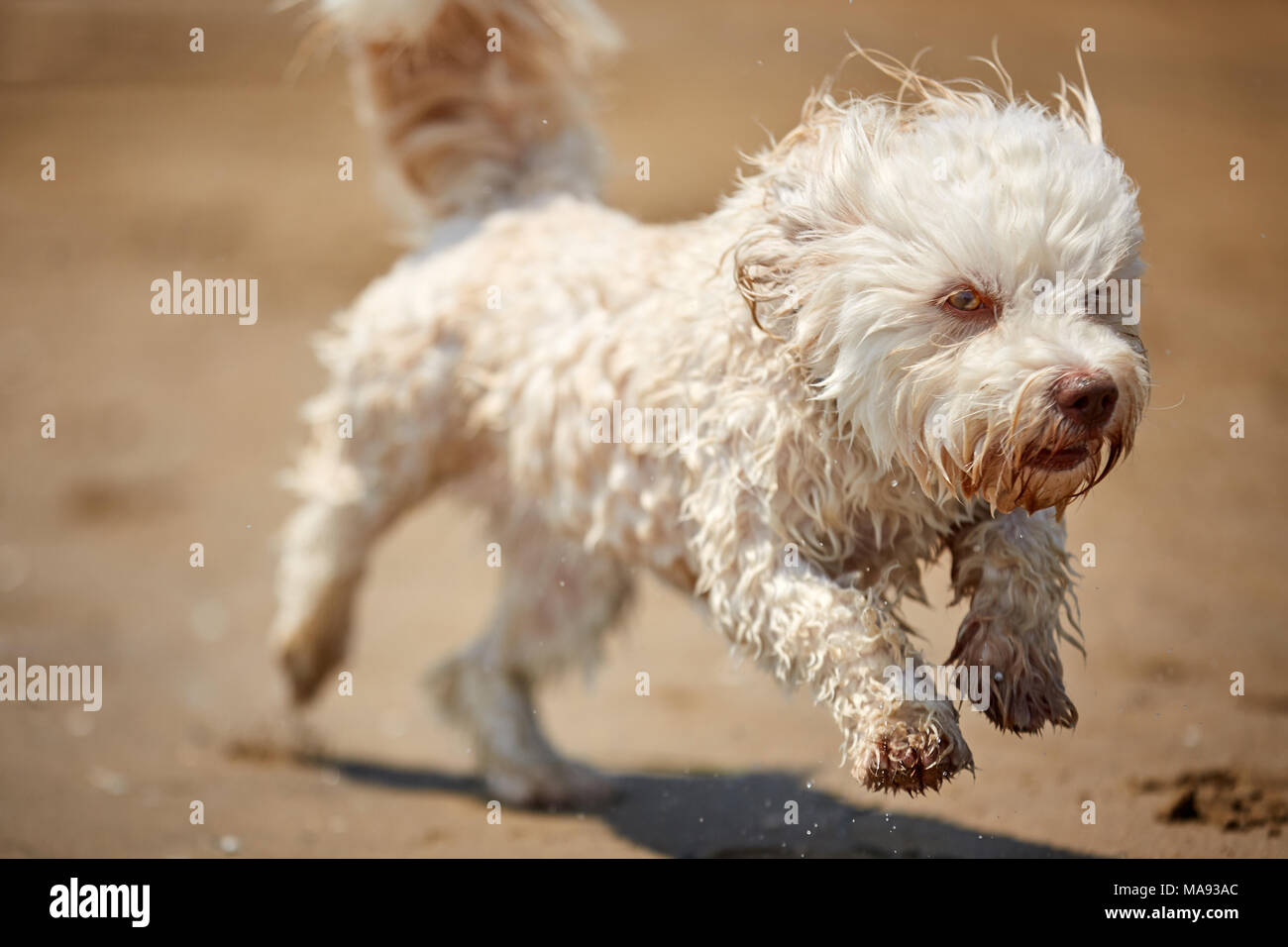 Weißen Havaneser hunde Laufen am Strand am Meer mit Wasser Stockfoto