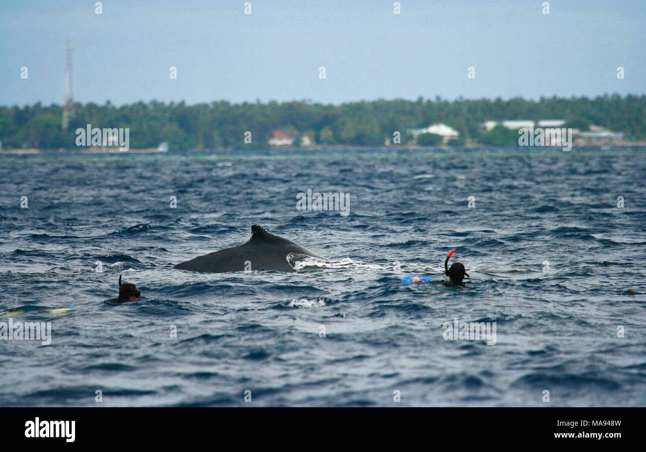 Schwimmen mit Buckelwal (Impressionen Novaeangliae). Tonga-Inseln. Polynesien Stockfoto