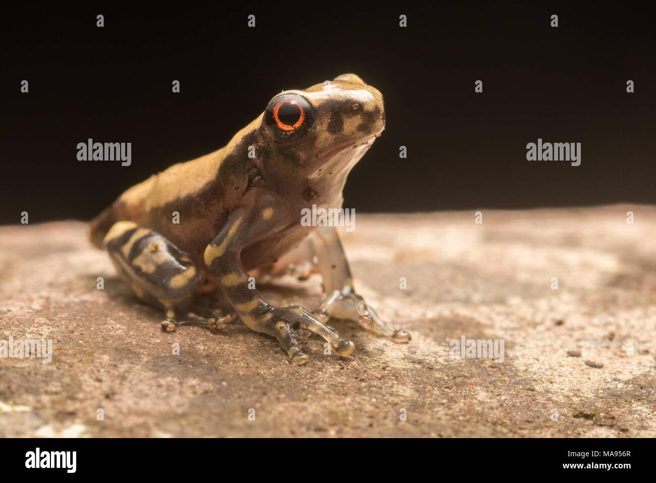 Eine junge Frisch metamorphisierten Osteocephalus froglet aus tropischen Peru. Stockfoto