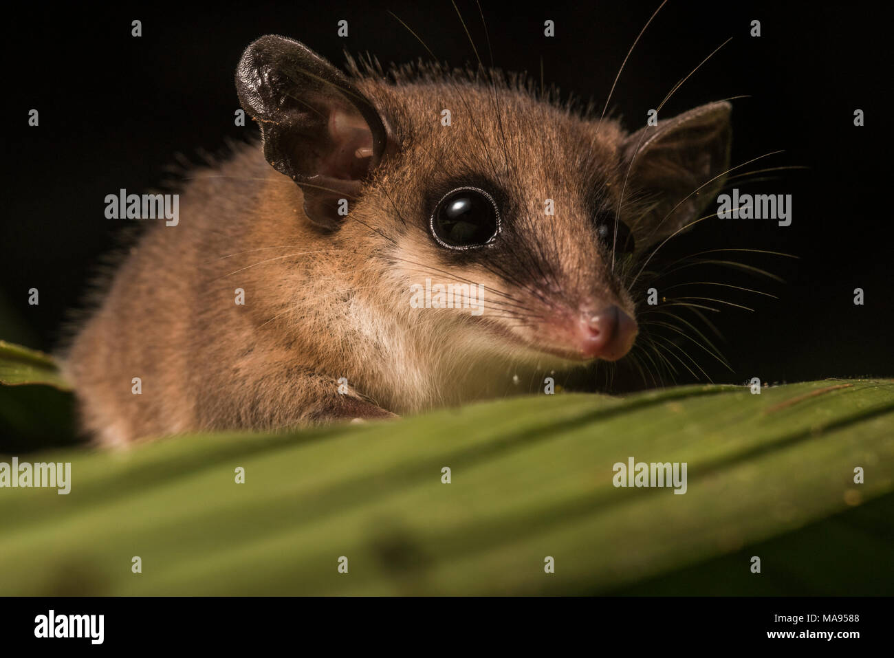 Eine der süßesten Tiere des Regenwaldes ist zweifellos die mous Opossum. Diese kleine Säugetiere scamper Um die Vegetation auf der Jagd nach Essen. Stockfoto