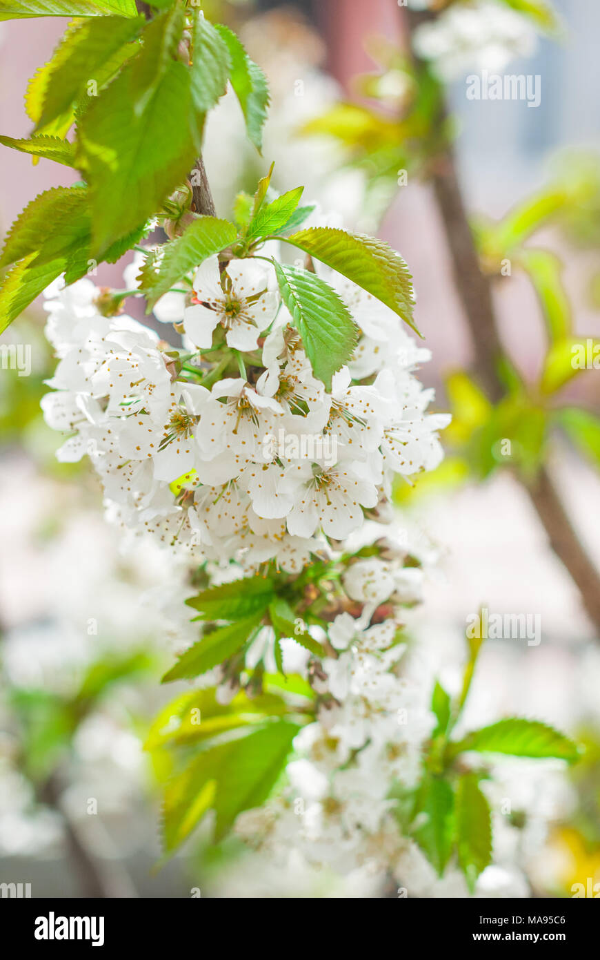 Blühende cherrybranches auf einem Baum im Frühling. Selektive konzentrieren. Stockfoto