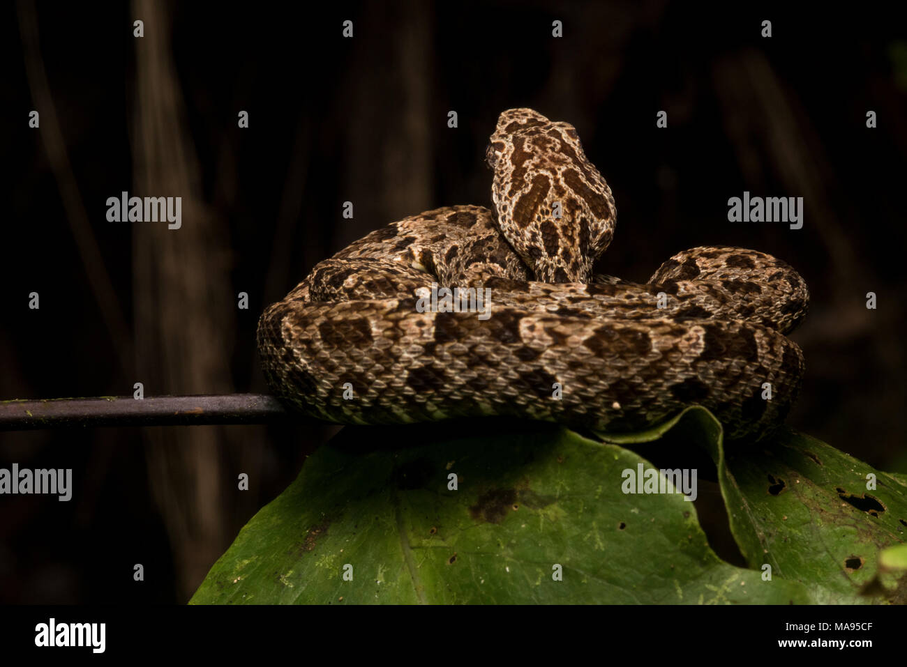 Die gefährlichste Schlange der Amazonas Dschungel, die Fer de Lance (bothrops Atrox). Diese Schlangen haben ein starkes Gift, das schnell Fleisch zerstört. Stockfoto