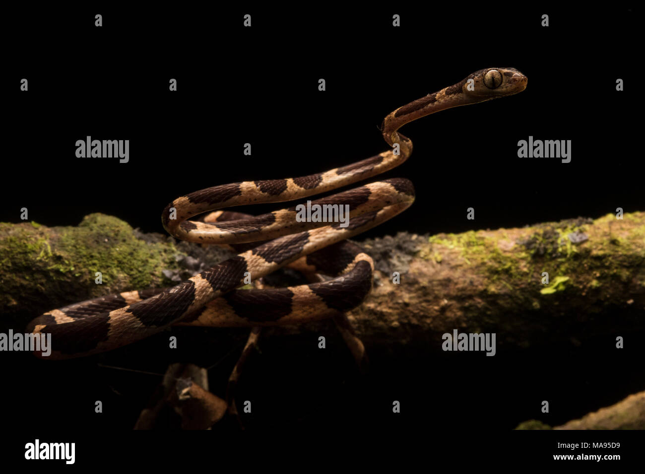 Eine stumpfe Spitze tree snake (Imantodes cenchoa) ist in der Lage, viel von seinem Körper zu heben, eine Fähigkeit, die IT-Aufstieg von Zweig Zweig in den Dschungel. Stockfoto