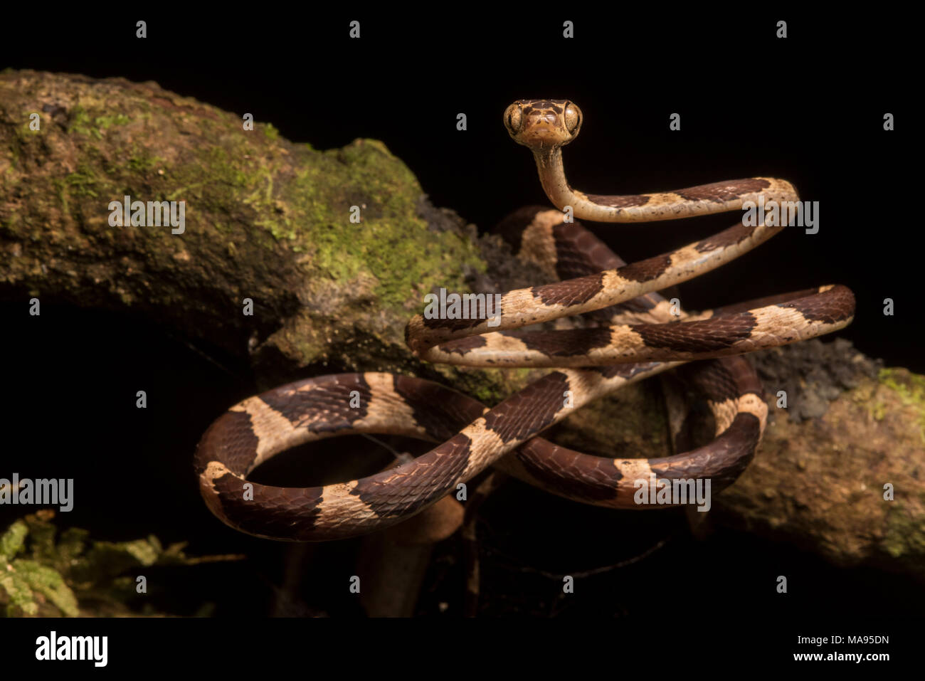 Eine stumpfe Spitze tree snake (Imantodes cenchoa) ist in der Lage, viel von seinem Körper zu heben, eine Fähigkeit, die IT-Aufstieg von Zweig Zweig in den Dschungel. Stockfoto