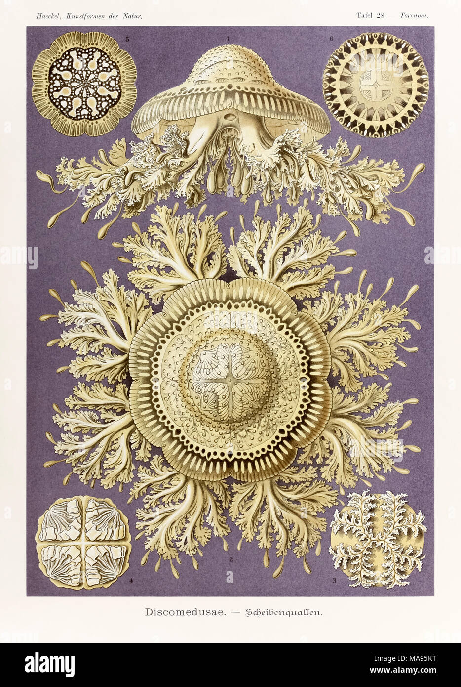 Platte 28 Toreuma Discomedusae bellagemma, von 'Kunstformen der Natur' (Kunstformen in der Natur), illustriert von Ernst Haeckel (1834-1919). Weitere Informationen finden Sie unten. Stockfoto