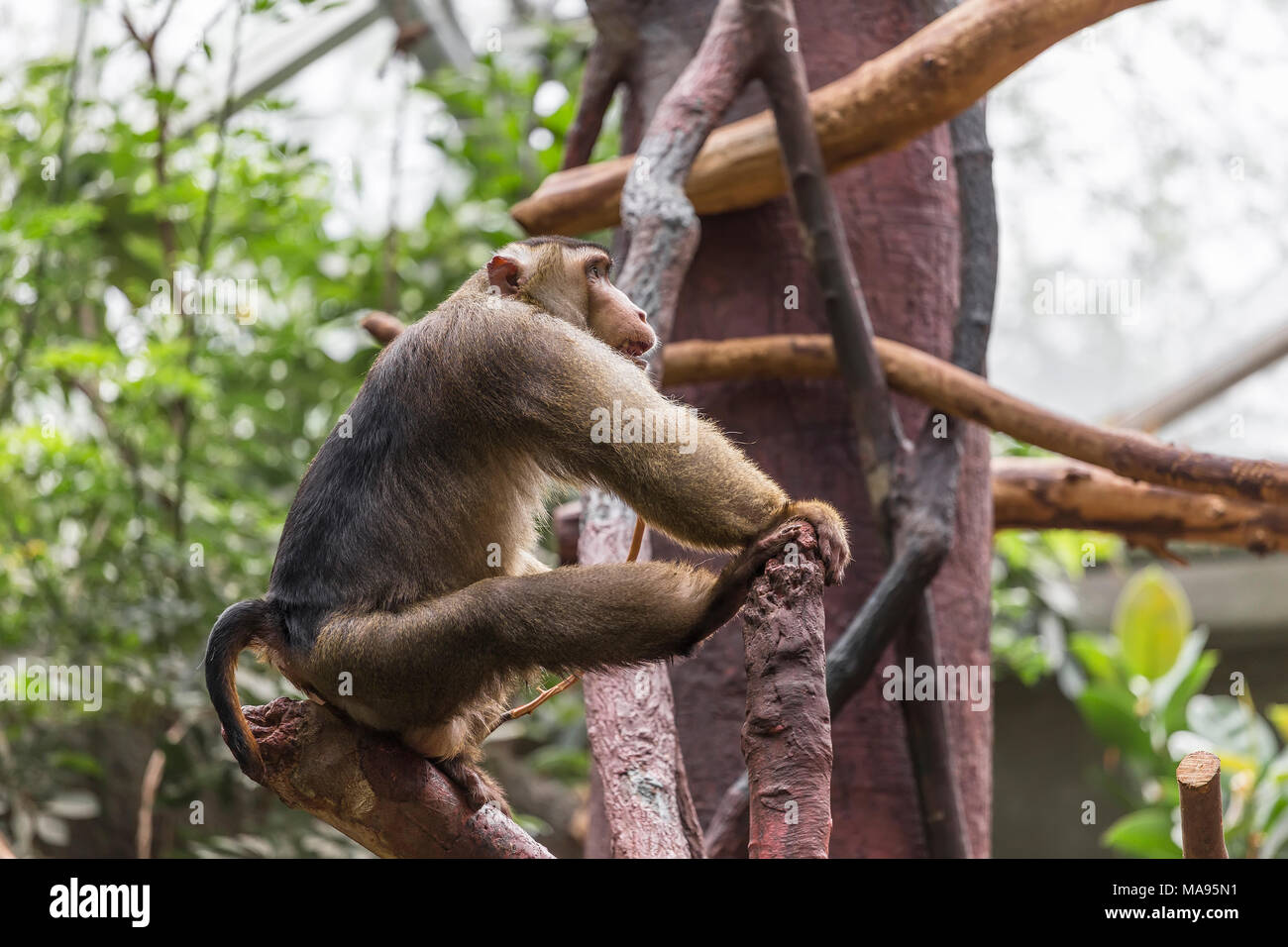 Große Affe sitzt auf einem Ast Stockfoto