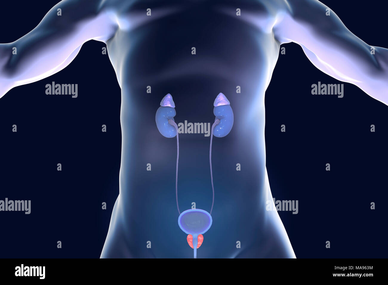 Männliche genito-Trakt mit hervorgehobenen Prostata, computer Abbildung. Stockfoto