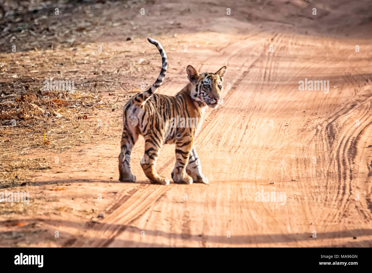 Süße kleine wilde Bengal Tiger Cub, Panthera tigris Tigris, stehend in einem Feldweg, Bandhavgarh Tiger Reserve, Madhya Pradesh, Indien Stockfoto