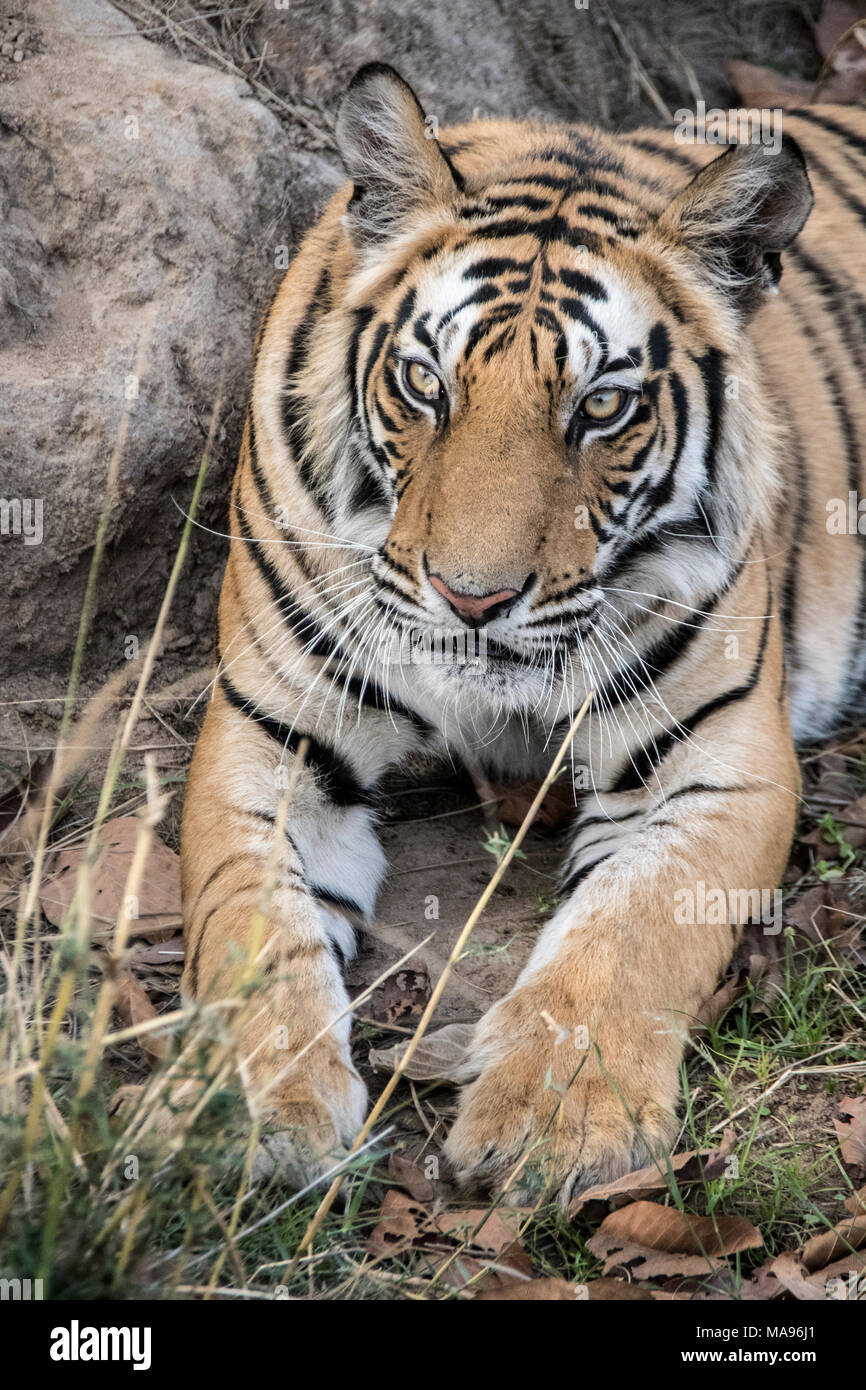 Close-up Portrait von einem zwei Jahre alten männlichen Bengal Tiger, Panthera tigris Tigris, Bandhavgarh Tiger Reserve, Madhya Pradesh, Indien Stockfoto