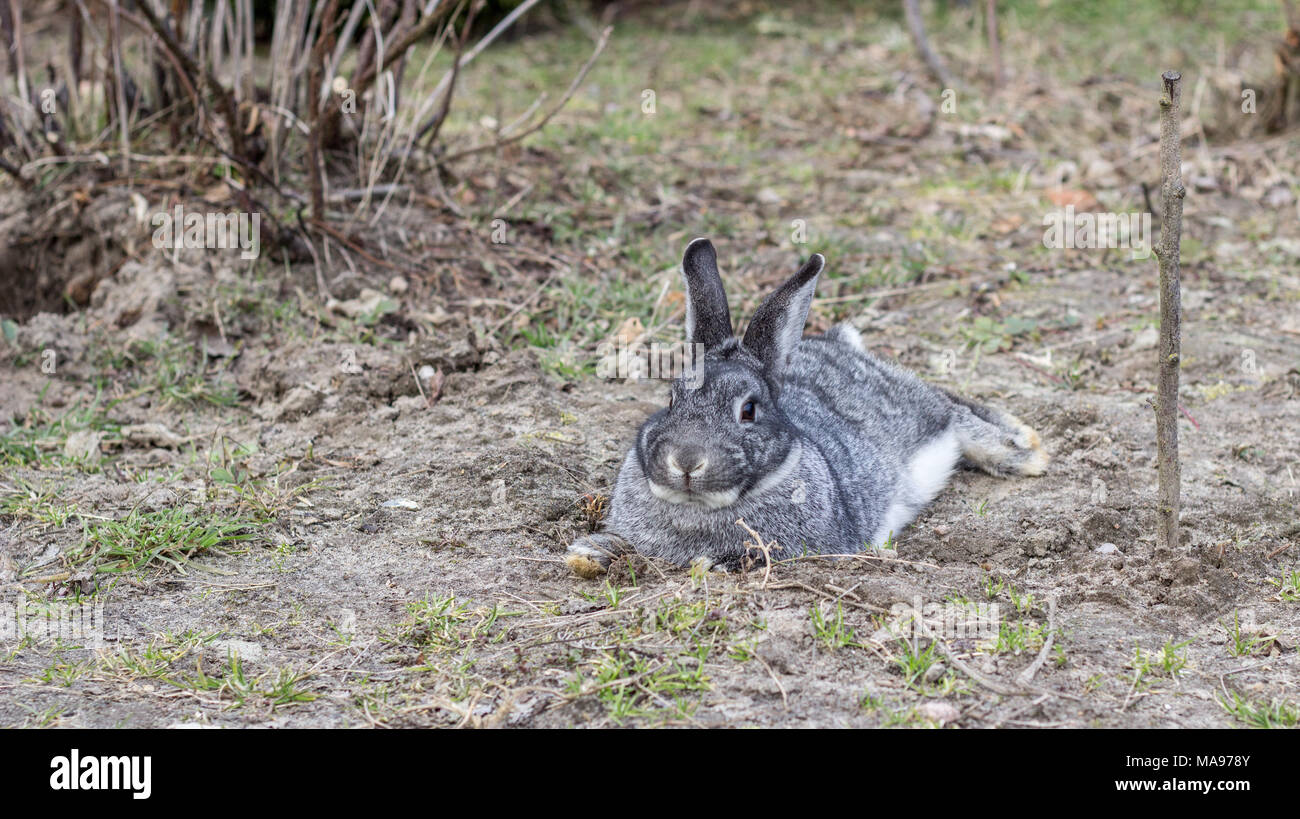 Ein graues chinchilla Kaninchen liegt im Garten und entspannt Stockfoto