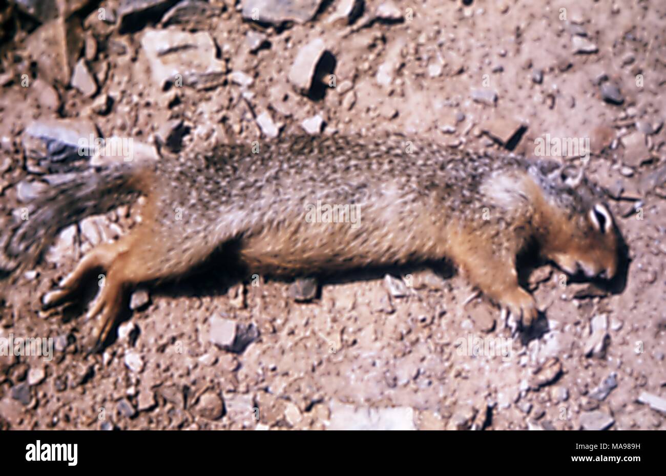 Erdhörnchen starb aufgrund einer Yersinia pestis Pest Infektion, 1972. Mit freundlicher Seuchenkontrollzentren (CDC). () Stockfoto