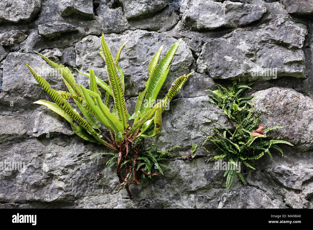 Von Hart-Zunge Farn (Phyllitis scolopendrium) und Maidenhair spleenwort (Asplenium Trichomanes) wächst auf einer Wand auf der Halbinsel Gower, Wales, UK. Stockfoto