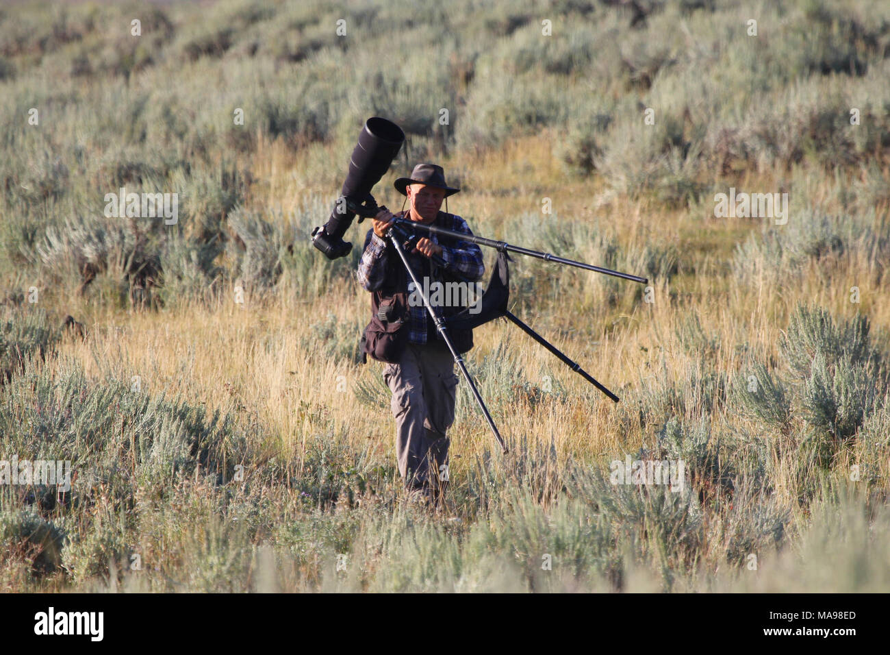 Professionelle Naturfotograf mit Stativ, Kamera, und große Teleobjektiv im Yellowstone National Park, Wyoming, USA Stockfoto