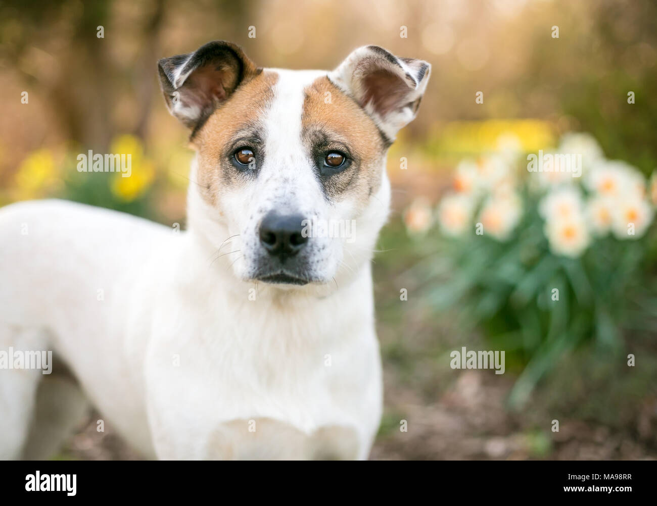 Eine gemischte Rasse Hund draußen im Frühjahr mit einigen Narzissen Stockfoto