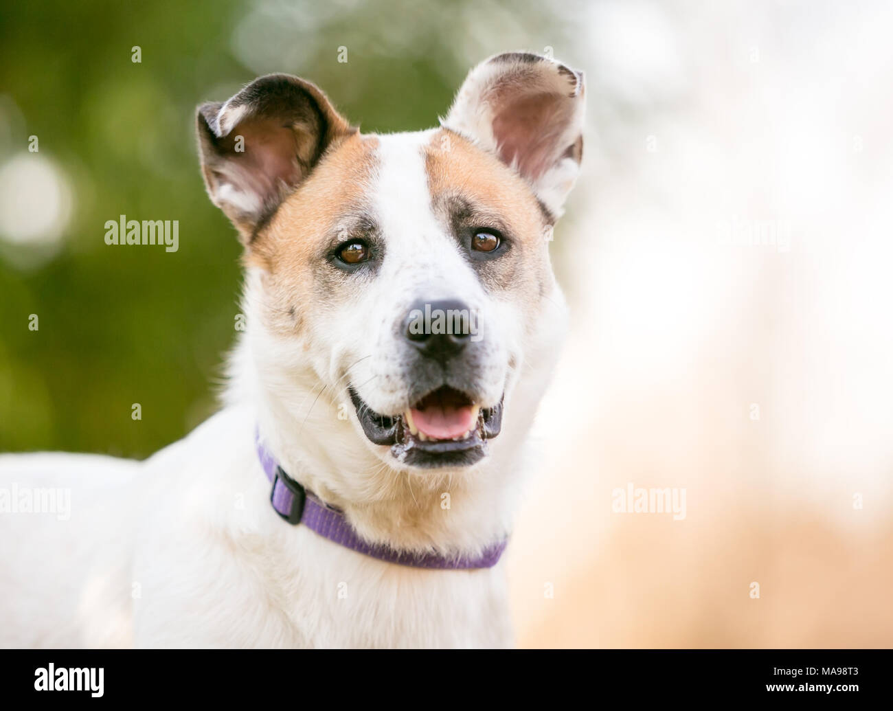 Porträt einer gemischten Rasse Hund im Freien Stockfoto