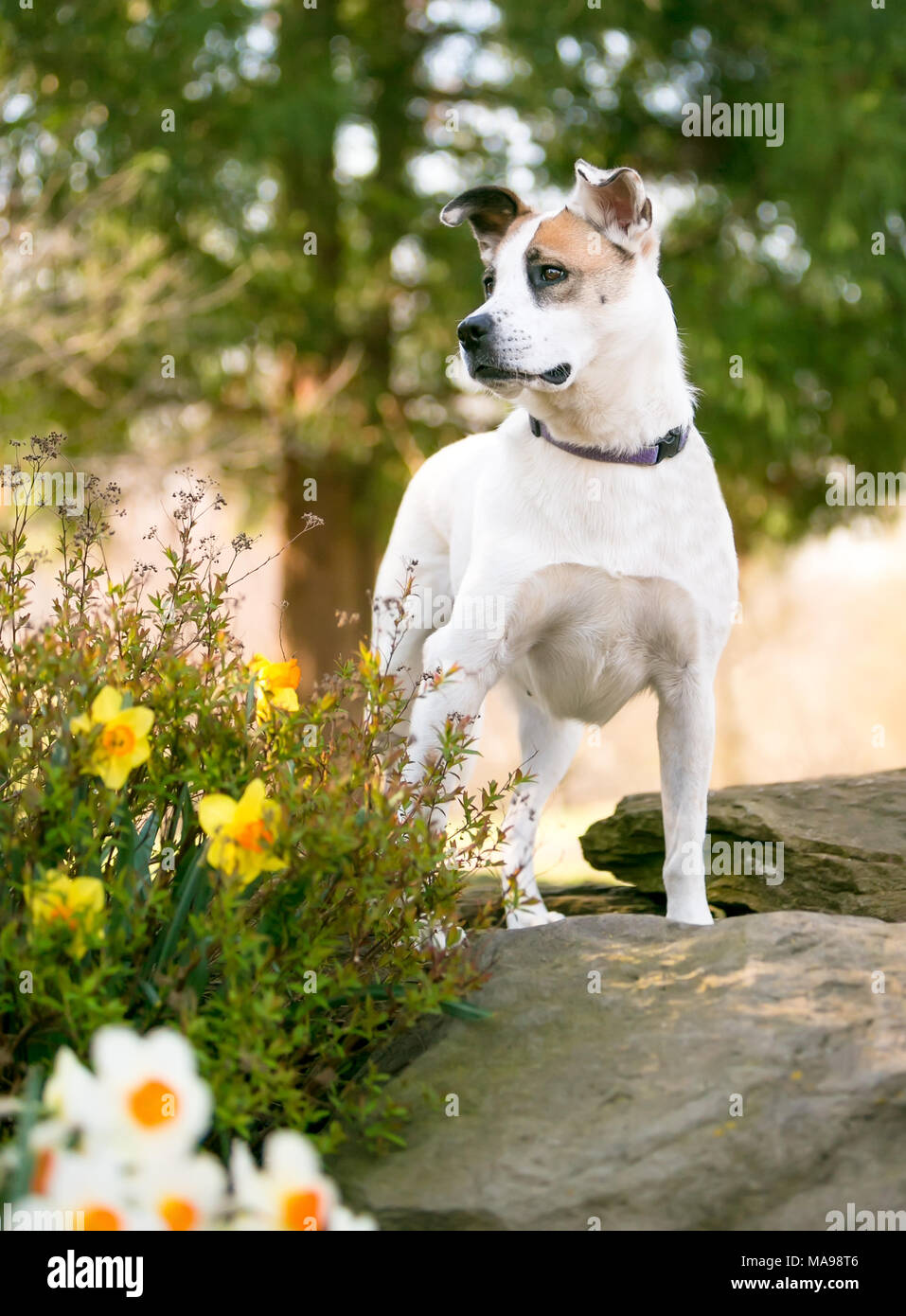 Ein wachsames gemischte Rasse Hund stehend auf einem großen Felsen, draußen in den Frühling Stockfoto