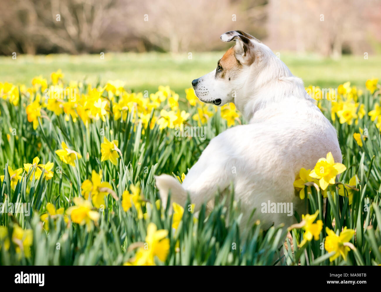 Eine gemischte Rasse Hund draußen im Frühling von Narzissen umgeben Stockfoto