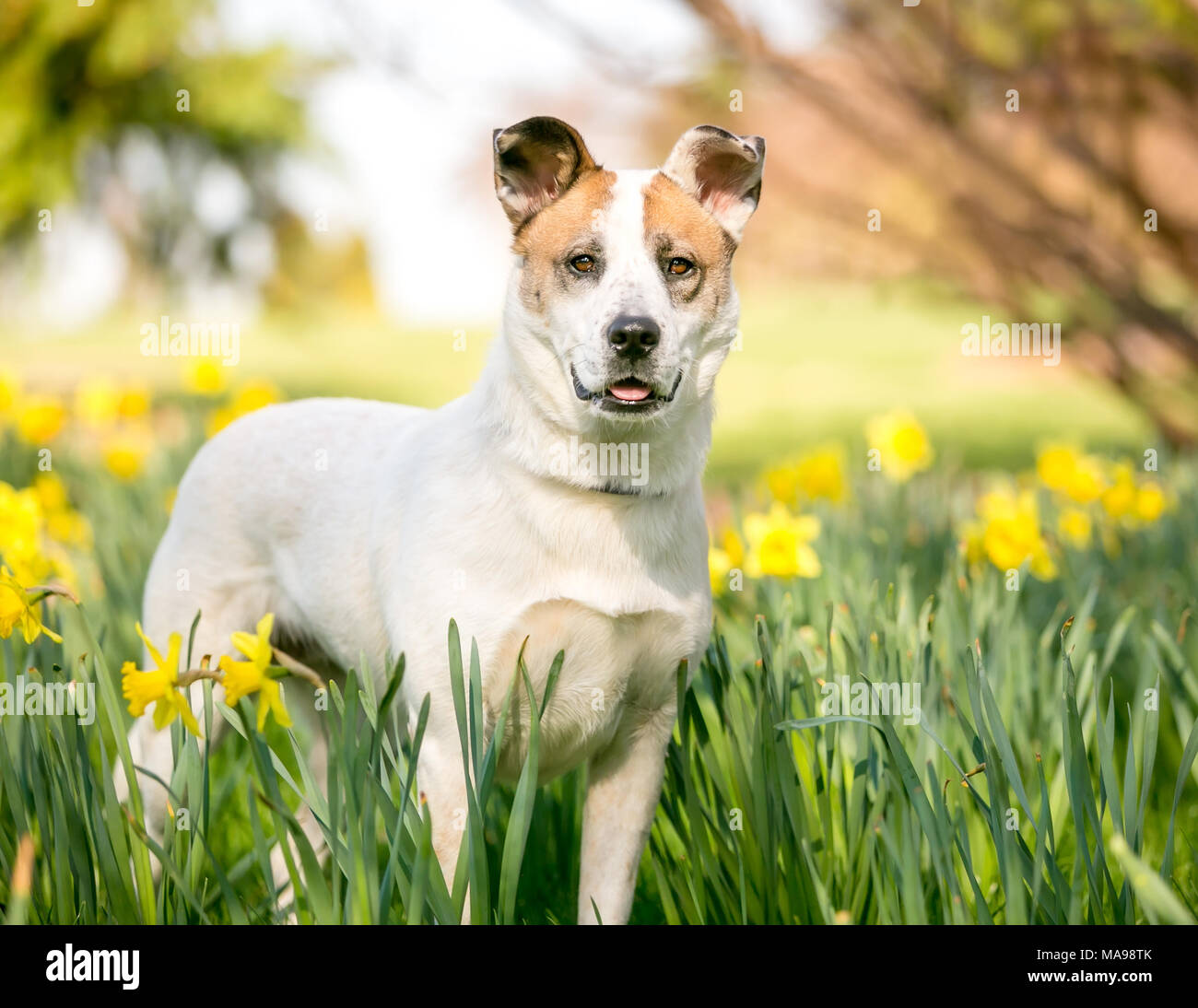 Eine gemischte Rasse Hund draußen im Frühling von Narzissen umgeben Stockfoto