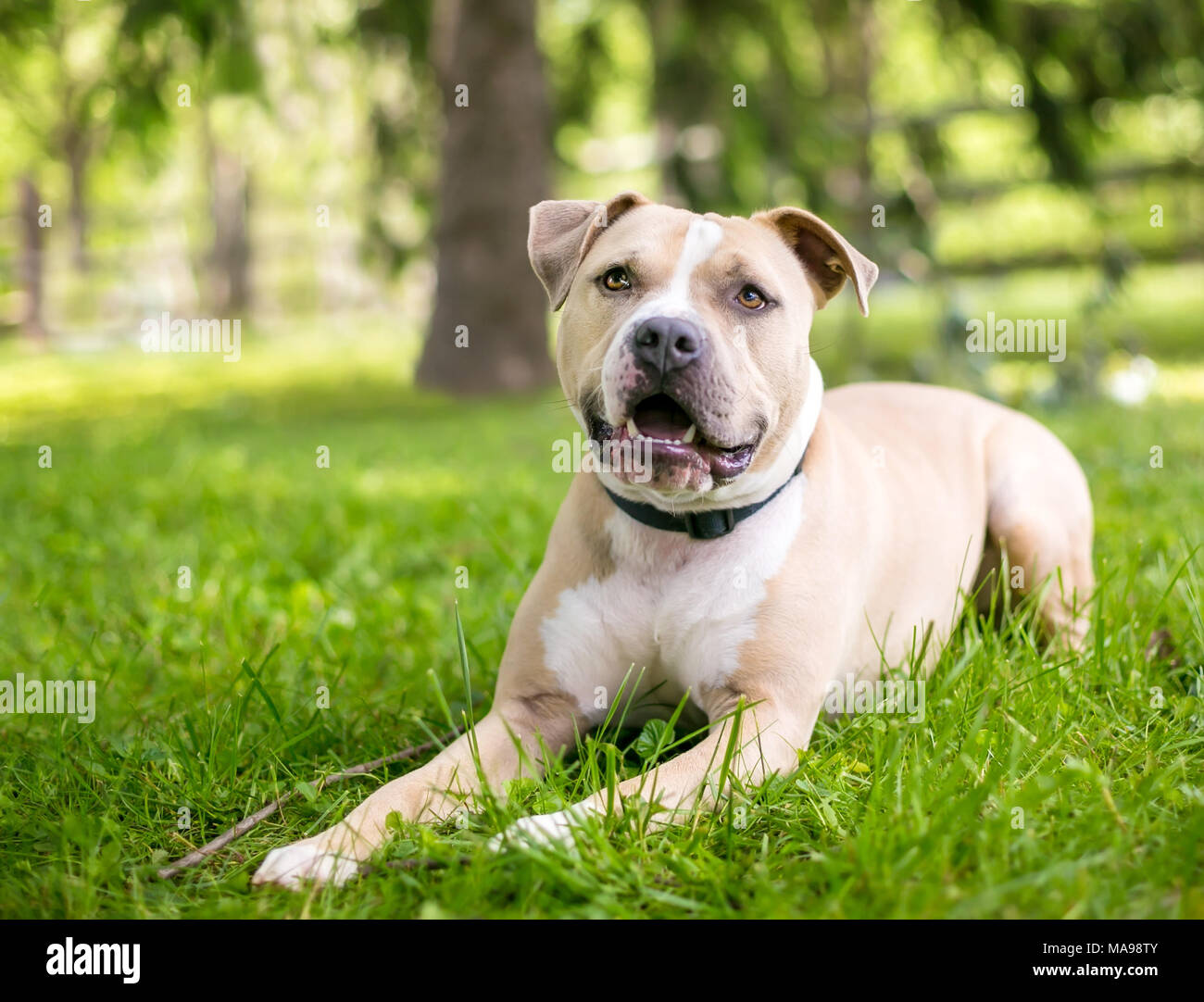 Ein rehkitz und weiße Grube Stier Terrier Mischling Hund im Gras liegend Stockfoto