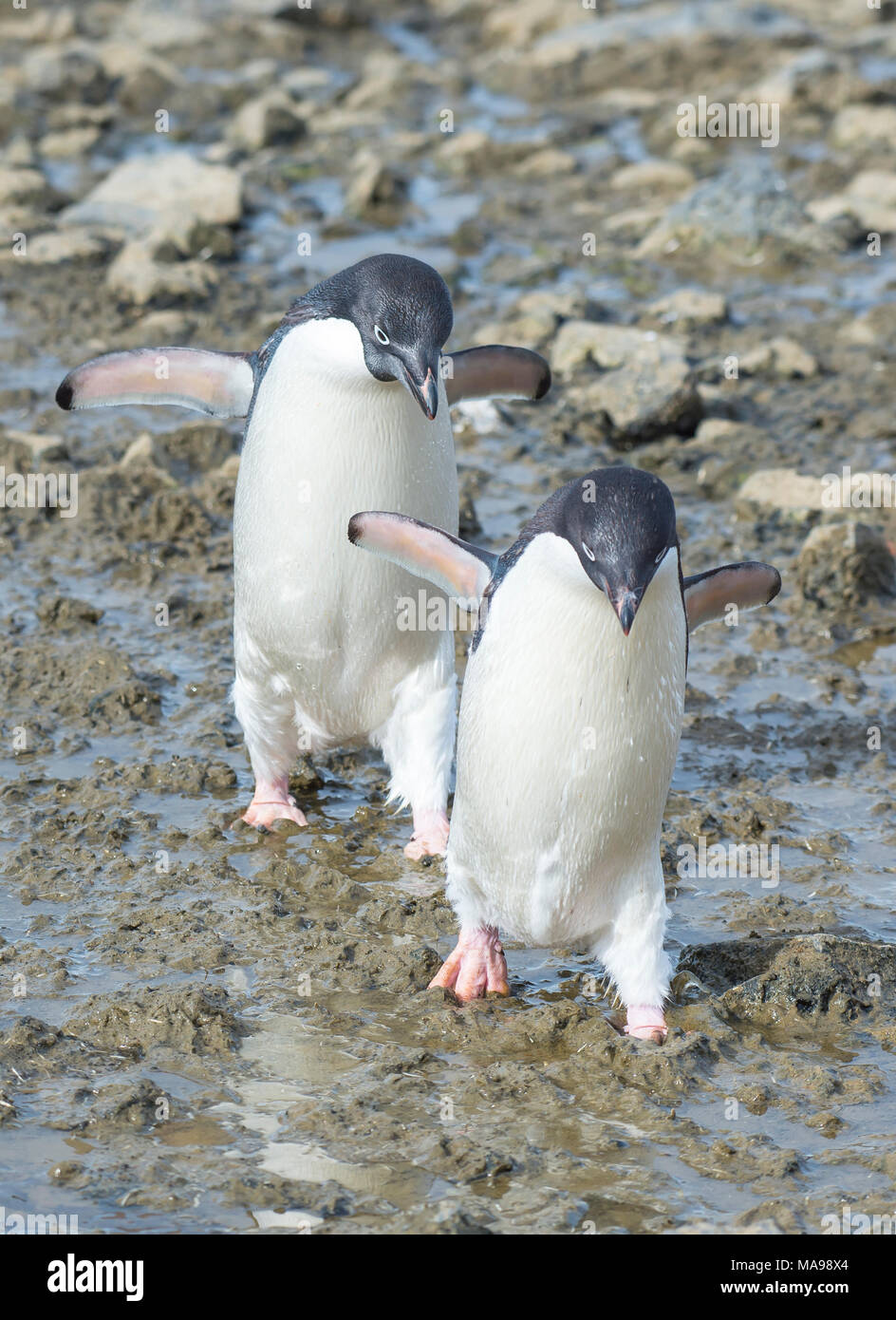 Adelie Pinguine Spaziergang am Strand Stockfoto