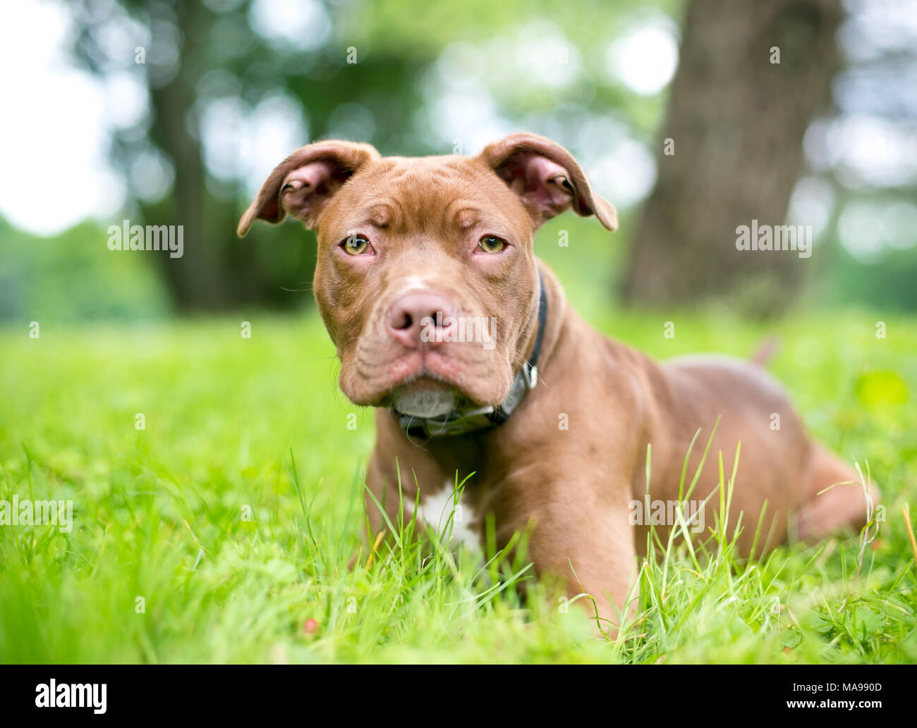 Eine rote Grube Stier Terrier Welpen entspannen im Gras Stockfoto