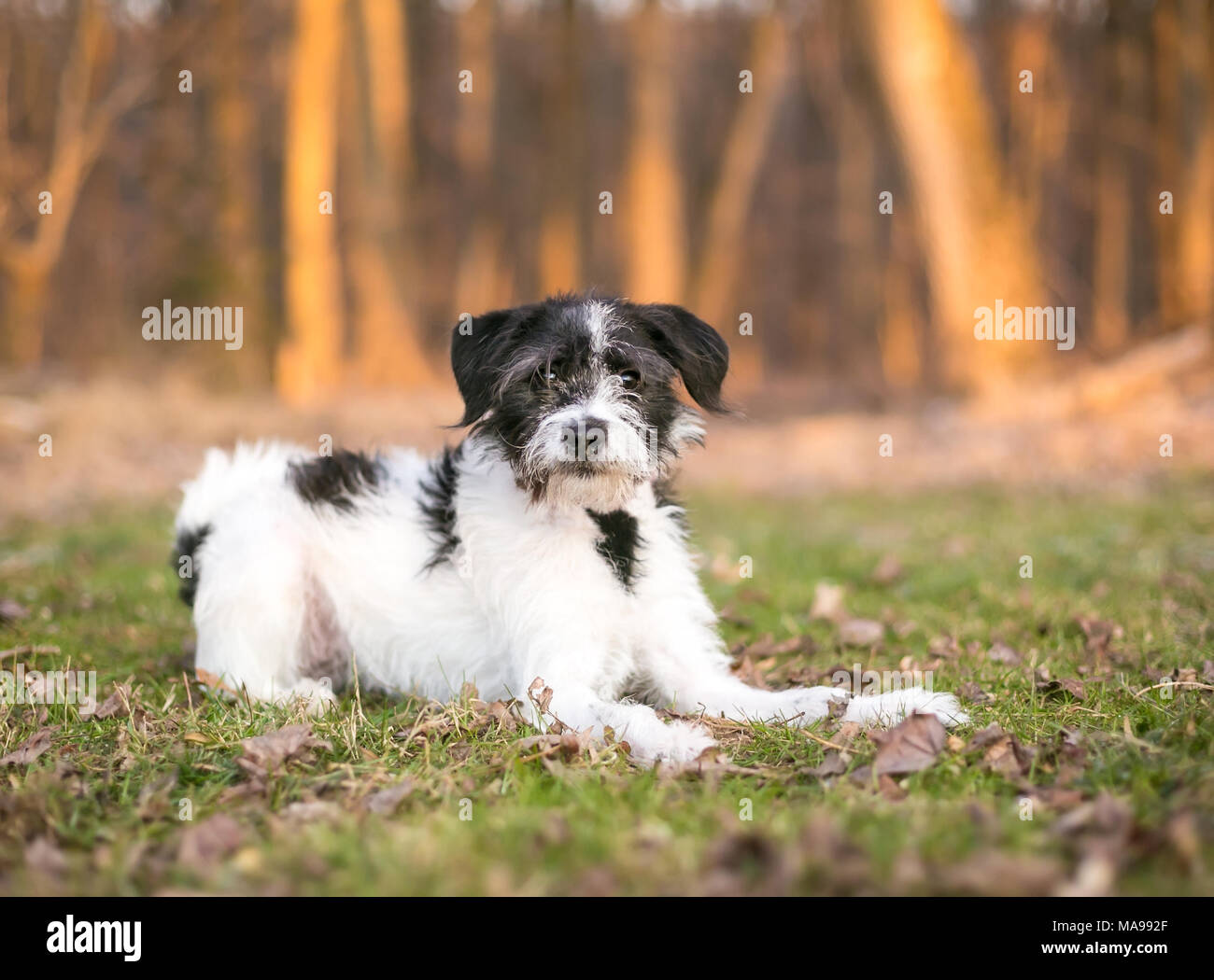 Einen schäbigen Terrier Mischling Hund im Gras liegend Stockfoto