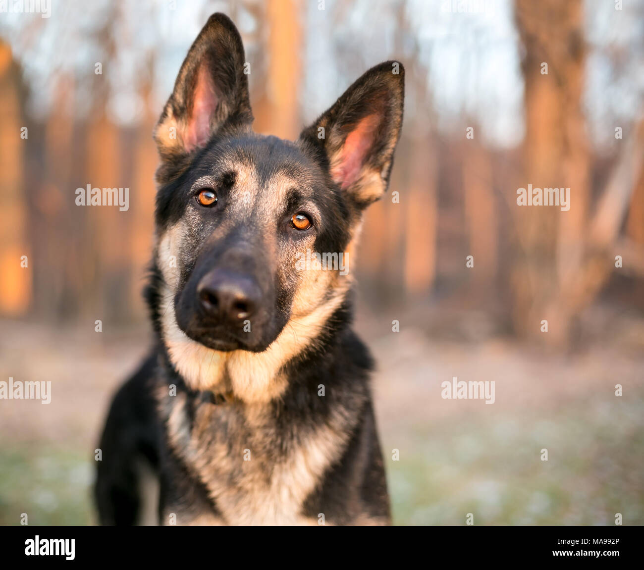 Einen reinrassigen Schäferhund Hören mit einem Kopf neigen Stockfoto