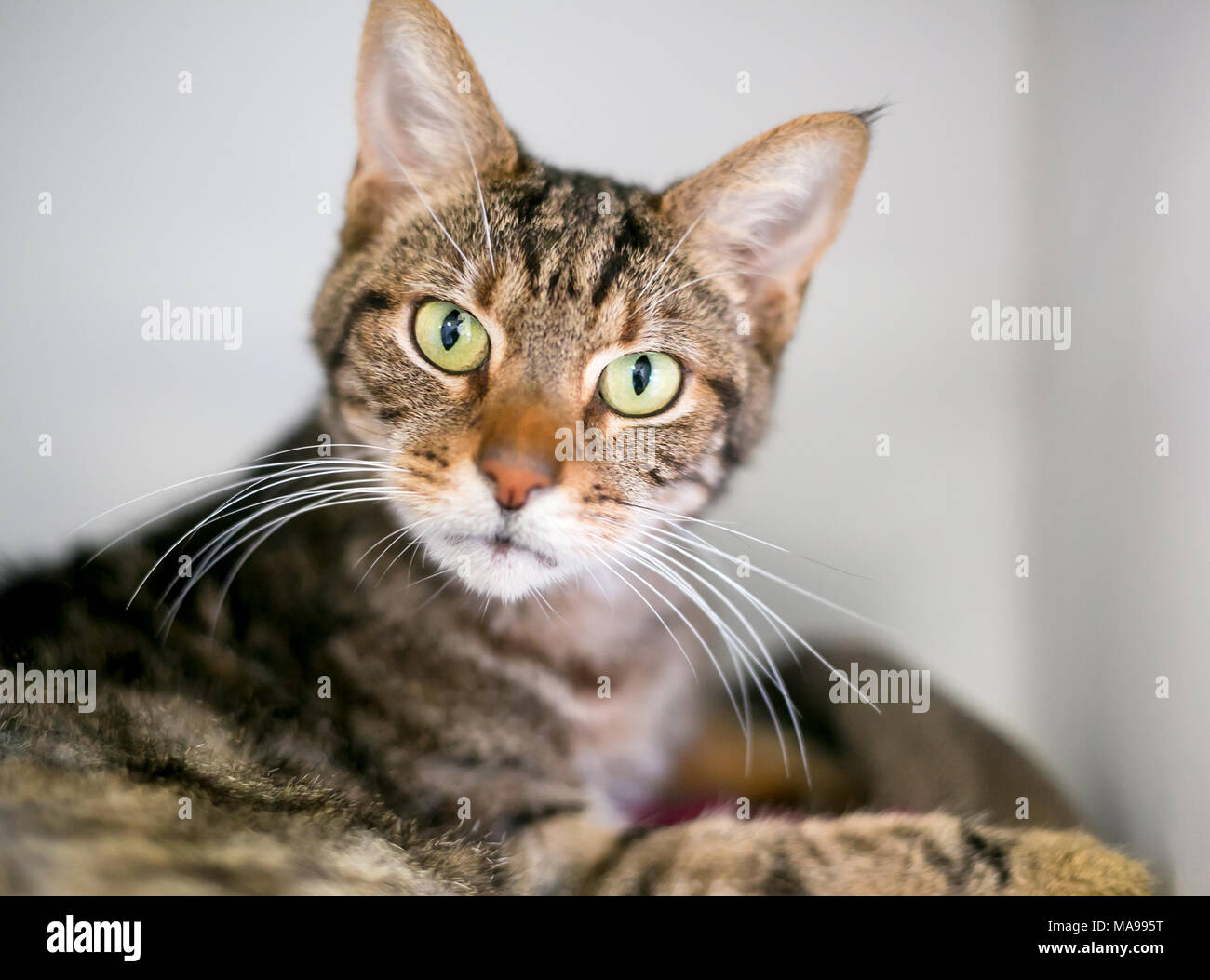 Ein braun Tabby inländischen Kurzhaarkatze in die Kamera starrt Stockfoto