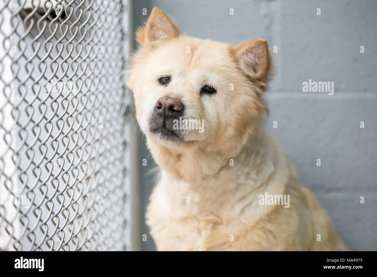Einen heimatlosen Hund in einem Tierheim Stockfoto