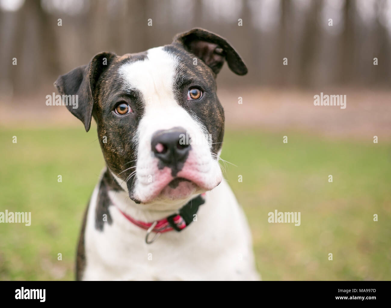 Ein BRINDLE-weiß American Bulldog im Freien Stockfoto