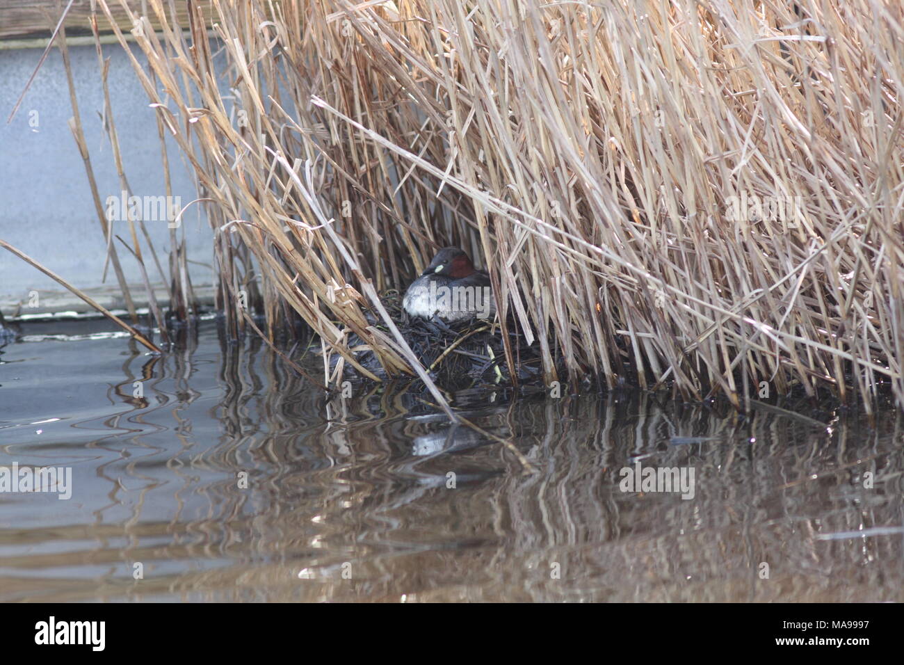 Tachybaptus ruficollis, in Großbritannien ein Zwergtaucher, der Vogel ist die Verschachtelung innerhalb einer öffentlichen Straße am Oare Marsh reserve in Kent, wissen auch als Dabchick. Stockfoto