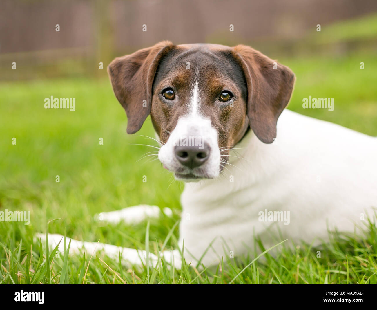 Eine braune und weisse Hund Hund liegend im Gras direkt auf die Kamera Stockfoto