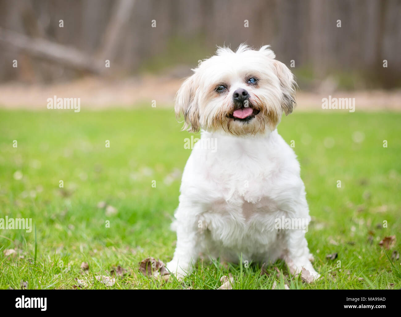 Ein Shih Tzu Hund mit grauem Star in einem Auge Stockfoto