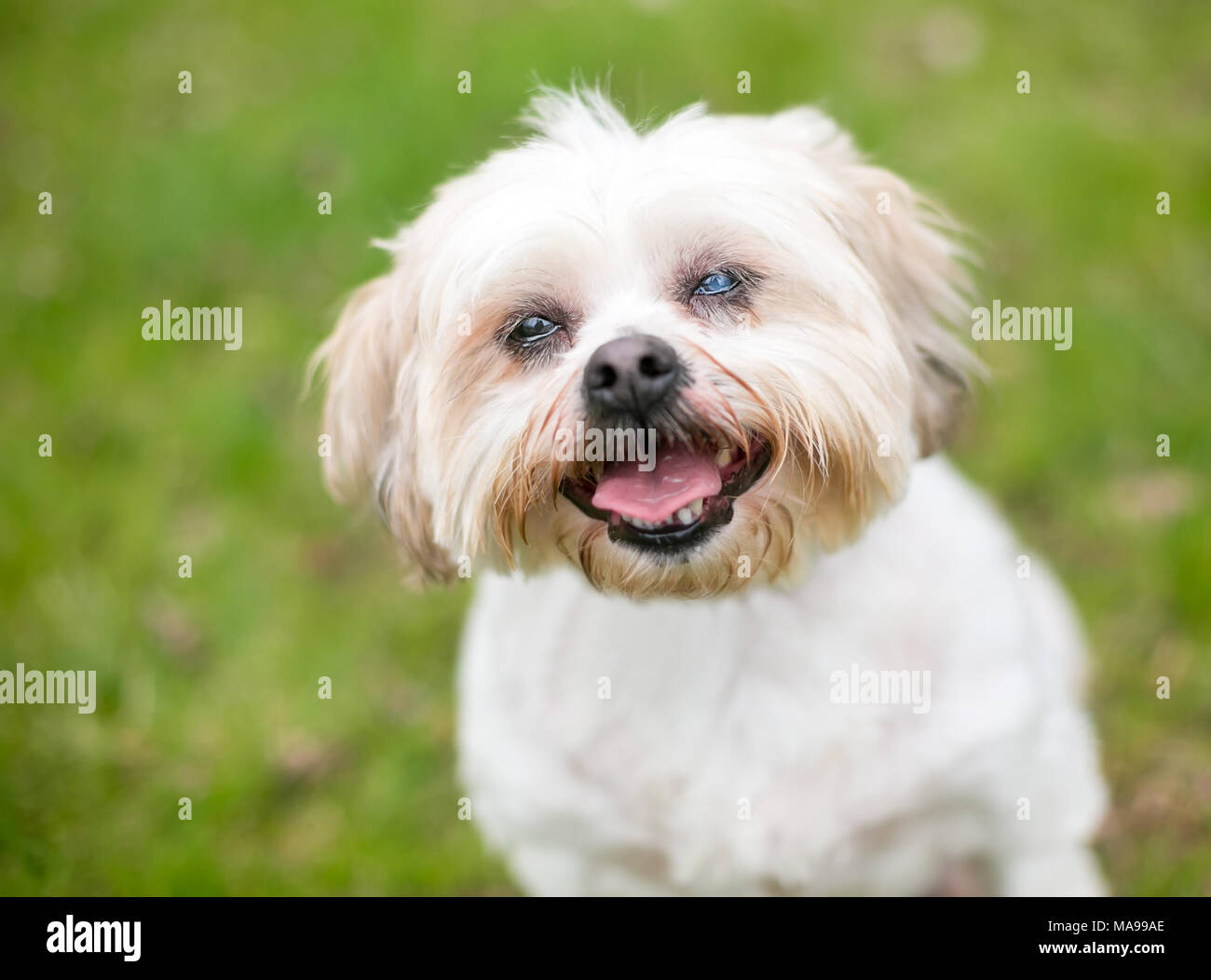 Ein Shih Tzu Hund mit grauem Star in einem Auge Stockfoto