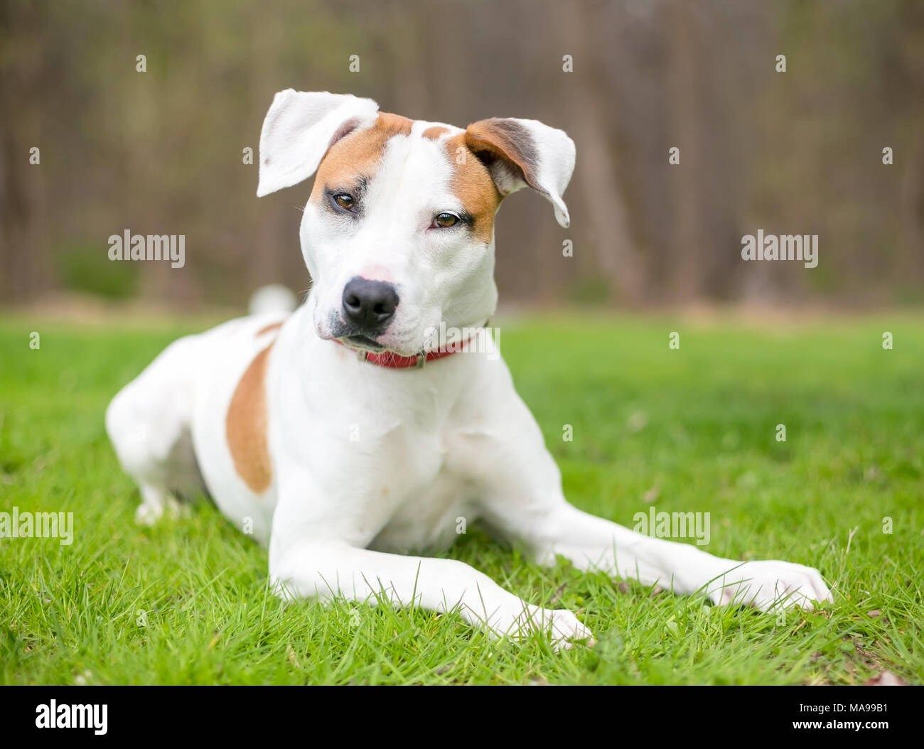 Ein junger Hund mix Hund im Gras liegend Stockfoto