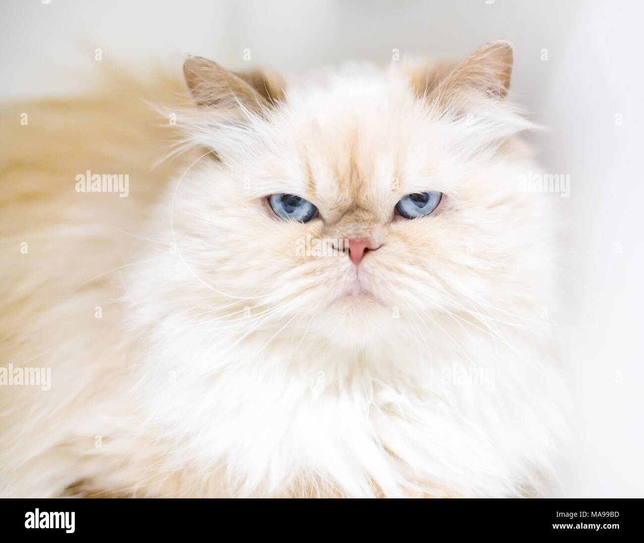 Eine Flamme punkt Persischen Katze mit einem mürrischen Ausdruck Stockfoto