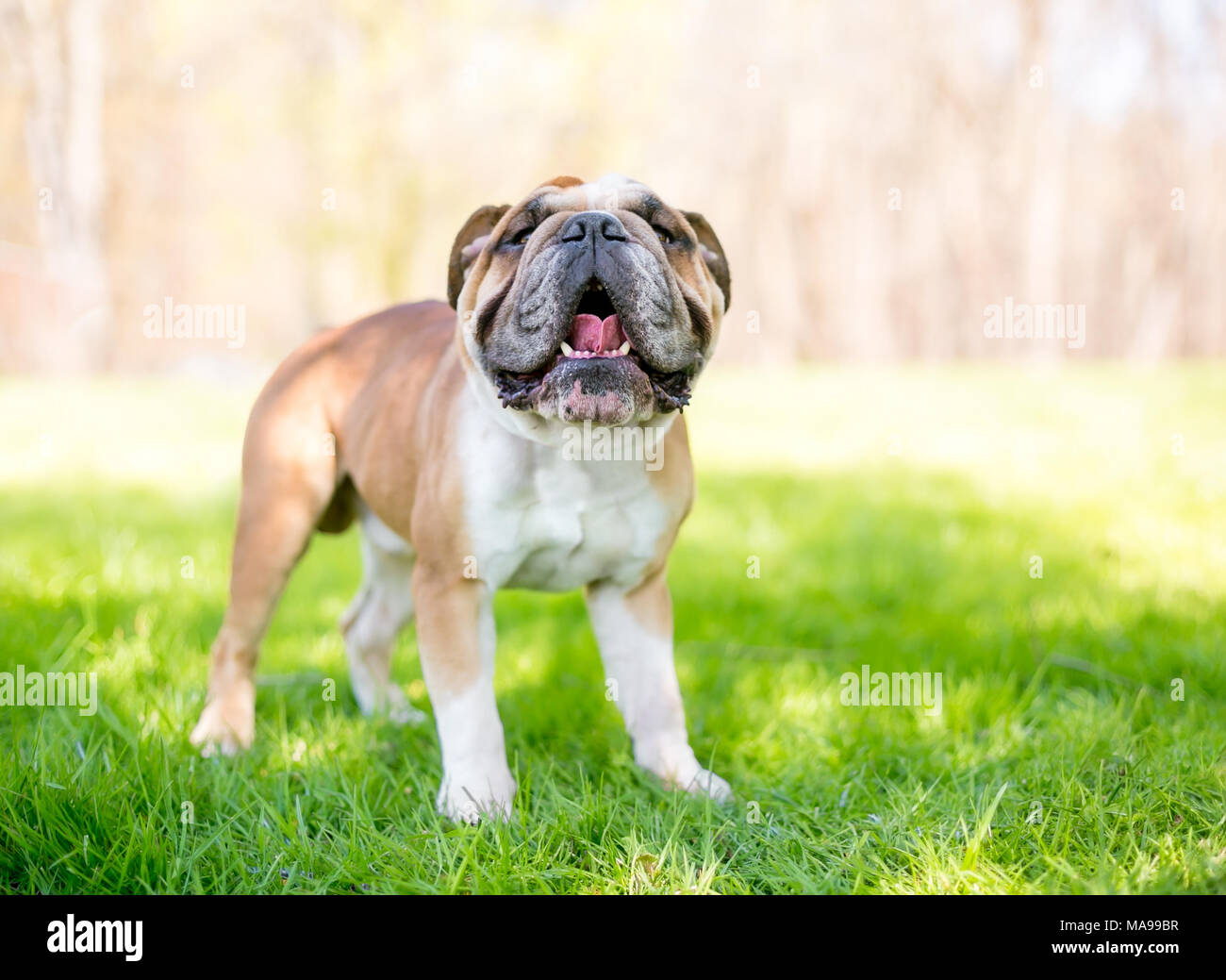 Eine Gluckliche Englische Bulldogge Im Freien Stockfotografie Alamy