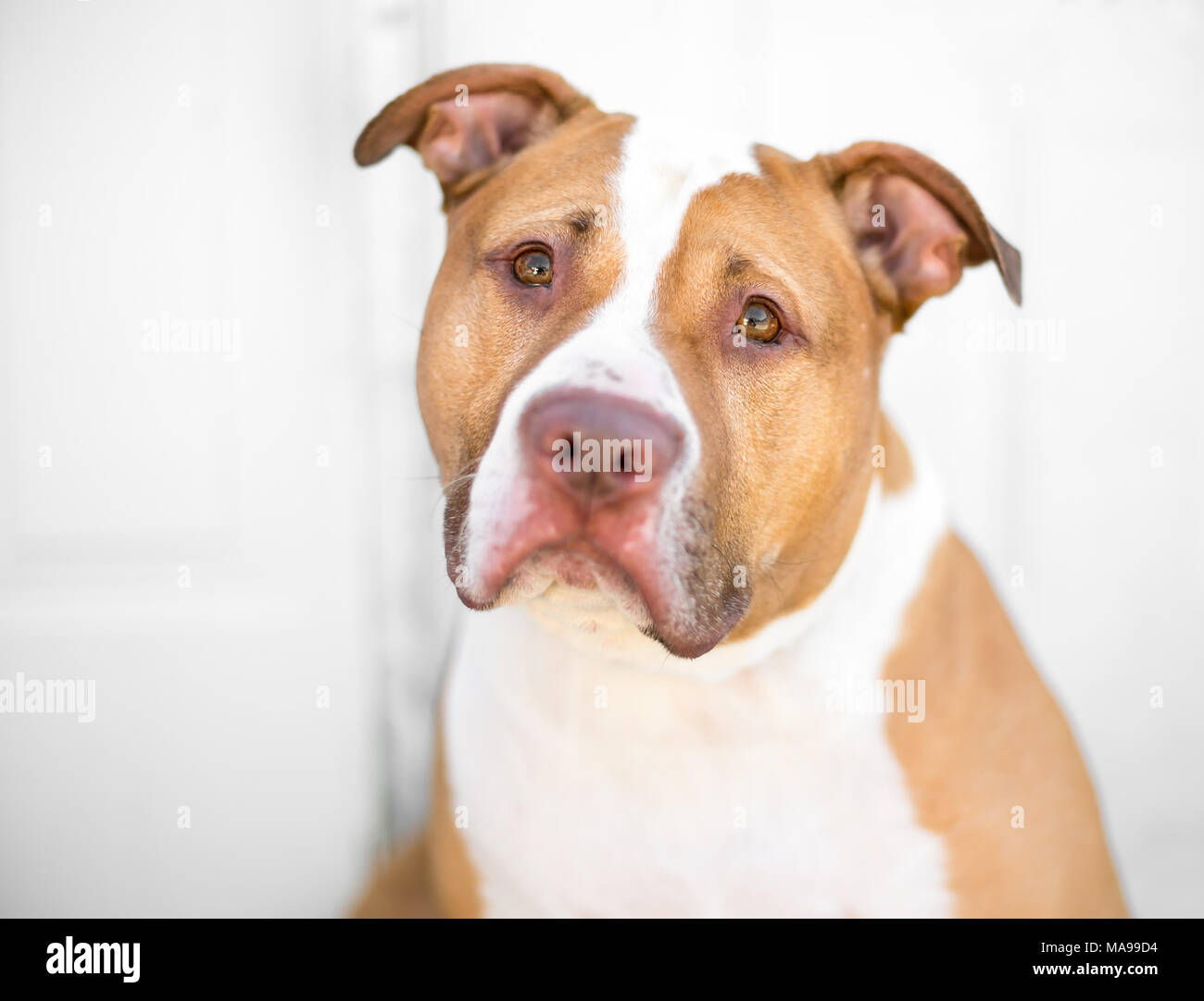 Eine rot-weiße Pitbull Mischling Hund mit einem traurigen Gesichtsausdruck Stockfoto