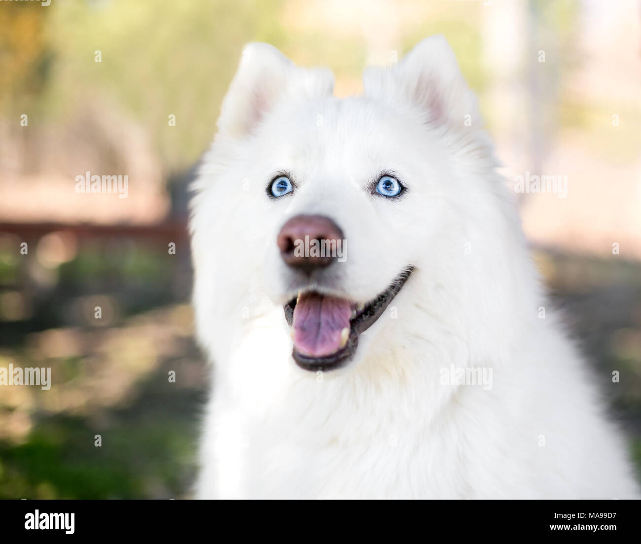 Eine flauschige reinrassigen Samoyed Hund mit blauen Augen Stockfoto