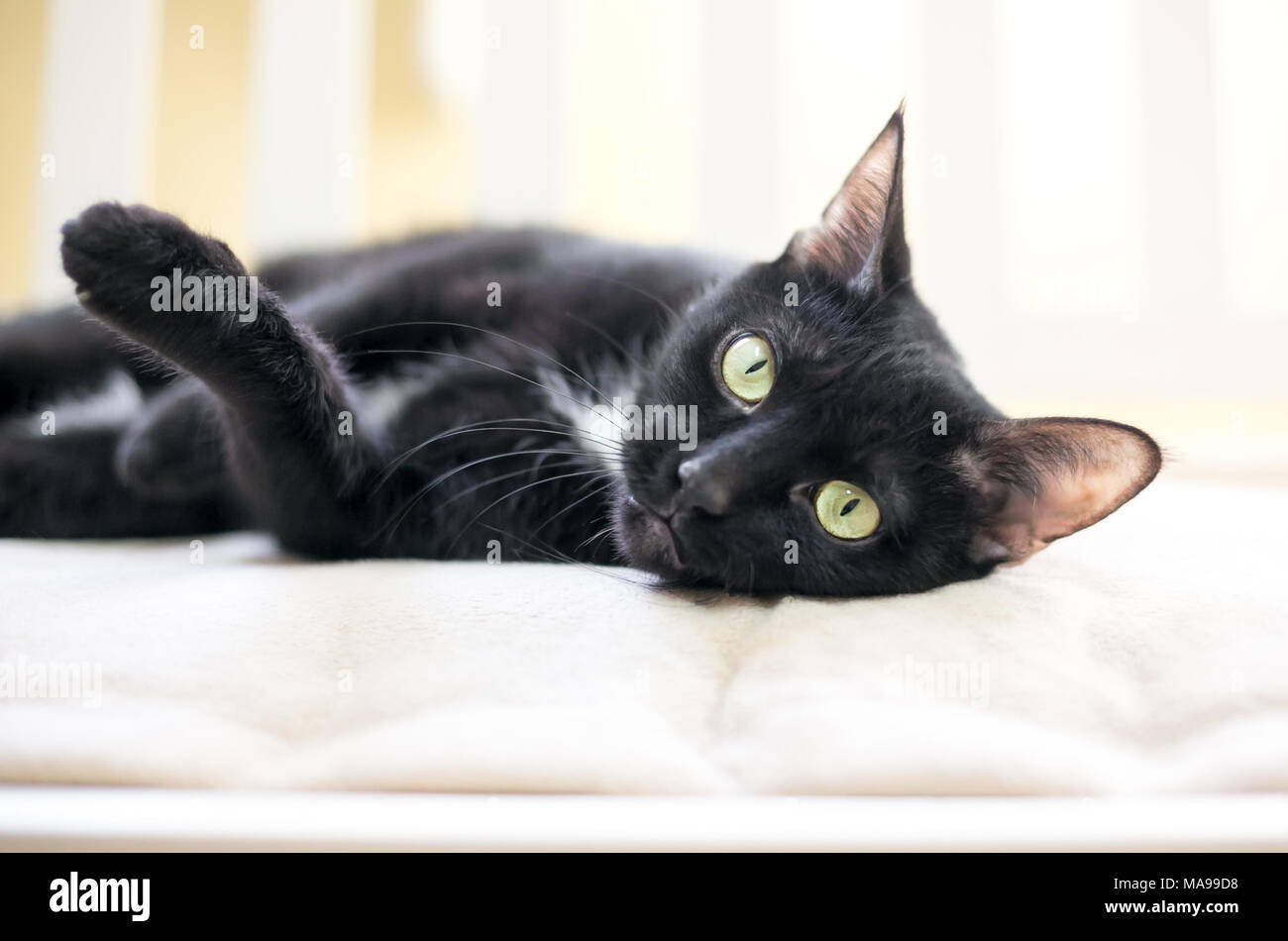 Eine schwarze Katze mit gelben Augen entspannen auf einer weichen Decke Stockfoto