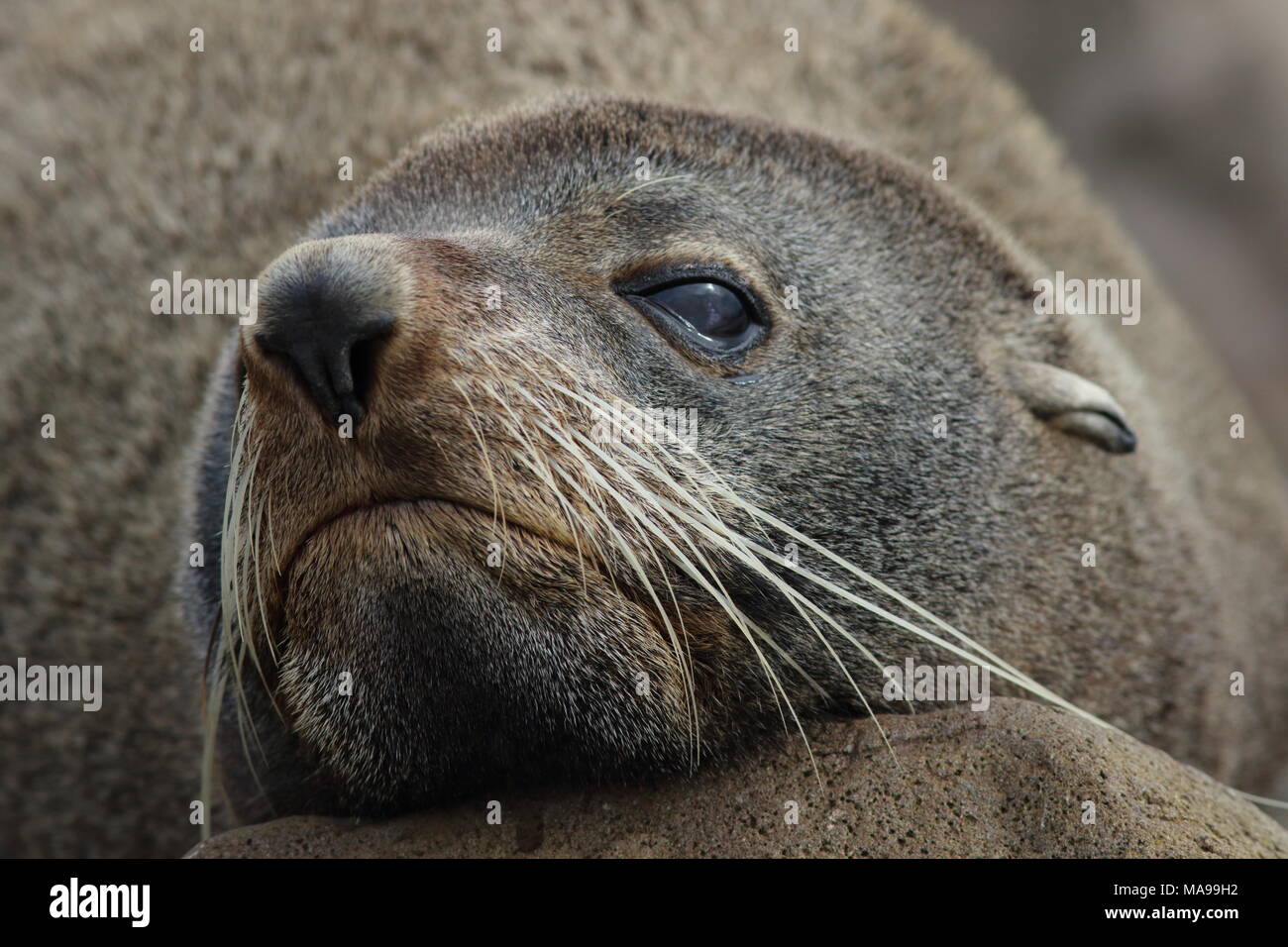 Arctocephalus forsteri, Kekerno und New Zealand fur Seal, das sind alles Namen für dieses seelöwen. Hier zeigt seine Schnurrhaare und der Seite des Gesichts, plus das Ohr Stockfoto