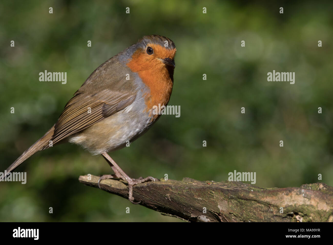 Schließen Sie herauf Bild einer Europäischen Robin Redbreast auf einem Zweig vor einem grünen bokeh Hintergrund Stockfoto