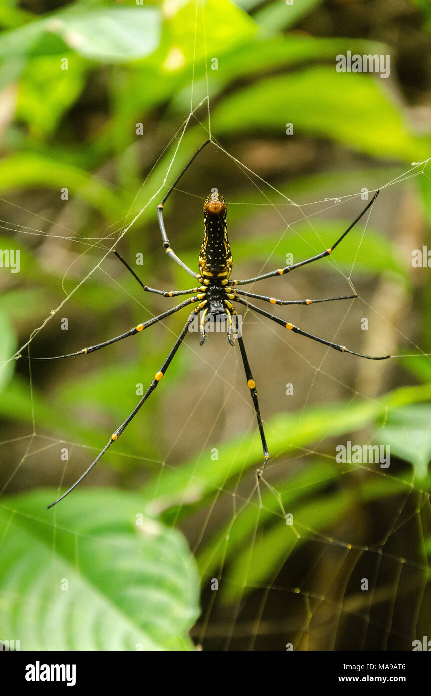 Female giant Golden orb Weaver (Nephila pilipes) Spinne im natürlichen Wald Umwelt, an Netravali Wildlife Sanctuary, Verlem, Goa, Indien entdeckt Stockfoto