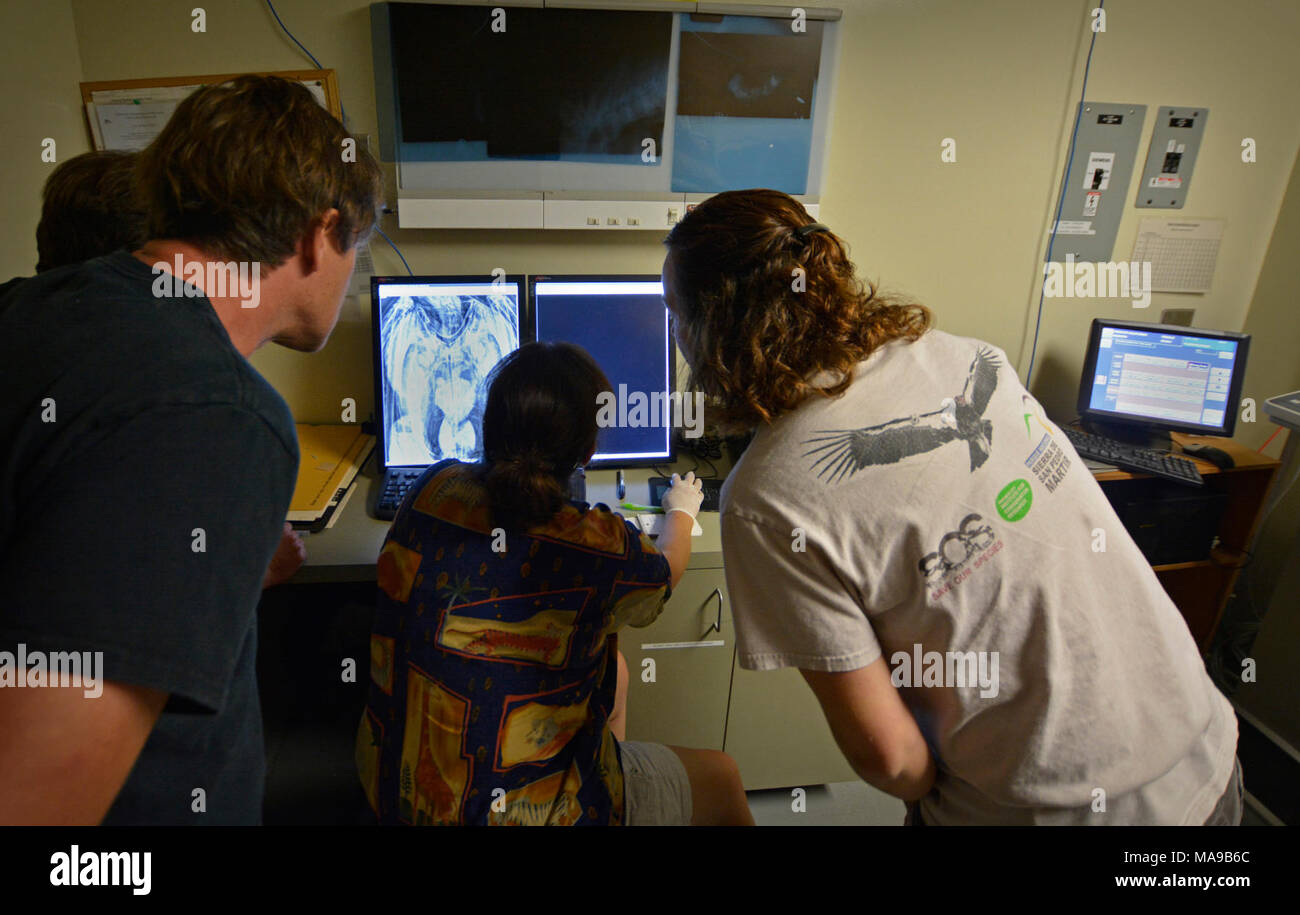 Condor X-Ray. LA Zoo Condor Programm Manager Mike Clark, Feld Program Coordinator Steve Kirkland, LA Zoo Tierarzt Debbi Ciani, und L.A. Zoo Keeper Chandra David Vergleichen dieser Tag x-ray mit einer von vor ein paar Monaten. Stockfoto