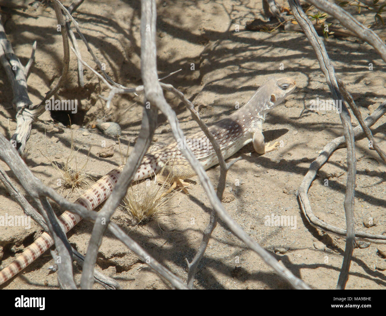 Wüste Iguana. Diese Wüste Leguan wurde in Kalifornien Kolorado Wüste fotografierte, Teil des größeren Sonoran Wüste in Riverside County. Wüste Leguane sind mittelgroße Echsen erreichen eine Länge von bis zu 16 Zoll, einschließlich der Schwanz und sind am häufigsten in sandigen Wüsten Gebieten gefunden, unter Rock und mit Kreosot Bush. Diese Echse ist tolerant gegenüber hohen Temperaturen und kann aktiv während der Mitte gesehen werden, nachdem andere echsen haben in ihre Unterschlüpfe zogen sich die extreme Hitze zu vermeiden. Vor allem Pflanzenfressende, Wüste Leguane fressen die Blätter und Blüten von Kreosot Bush, aber Stockfoto