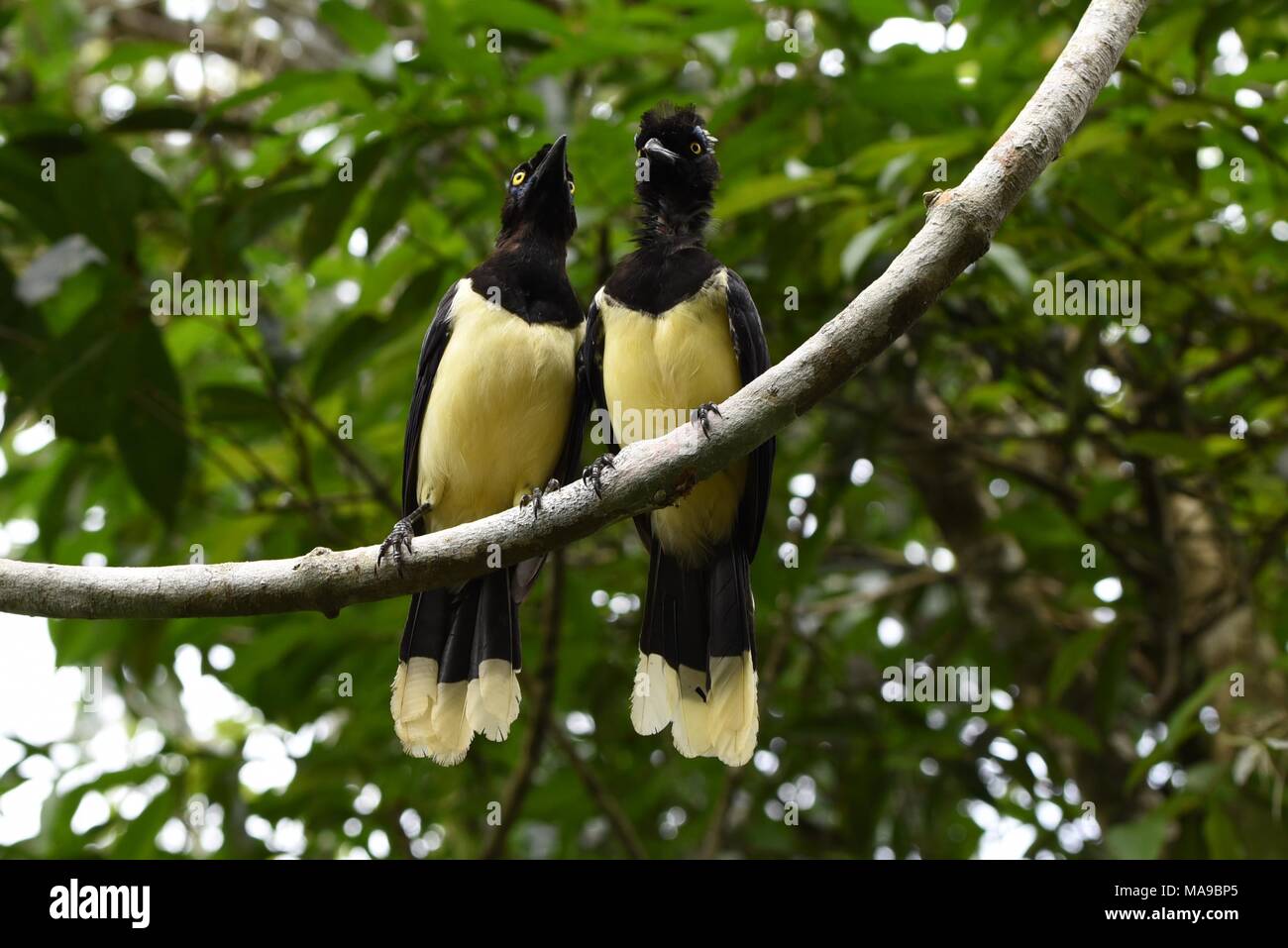 Gelbe liebesvögel -Fotos und -Bildmaterial in hoher Auflösung – Alamy
