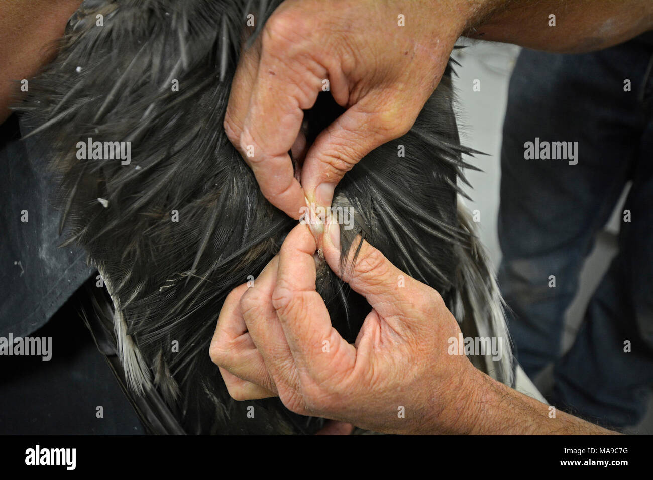 Das Finden der Pellets. Mike Clark, der L.A. Zoo, die Tablette unter die Haut des Condor auf seiner Brust befindet. Stockfoto