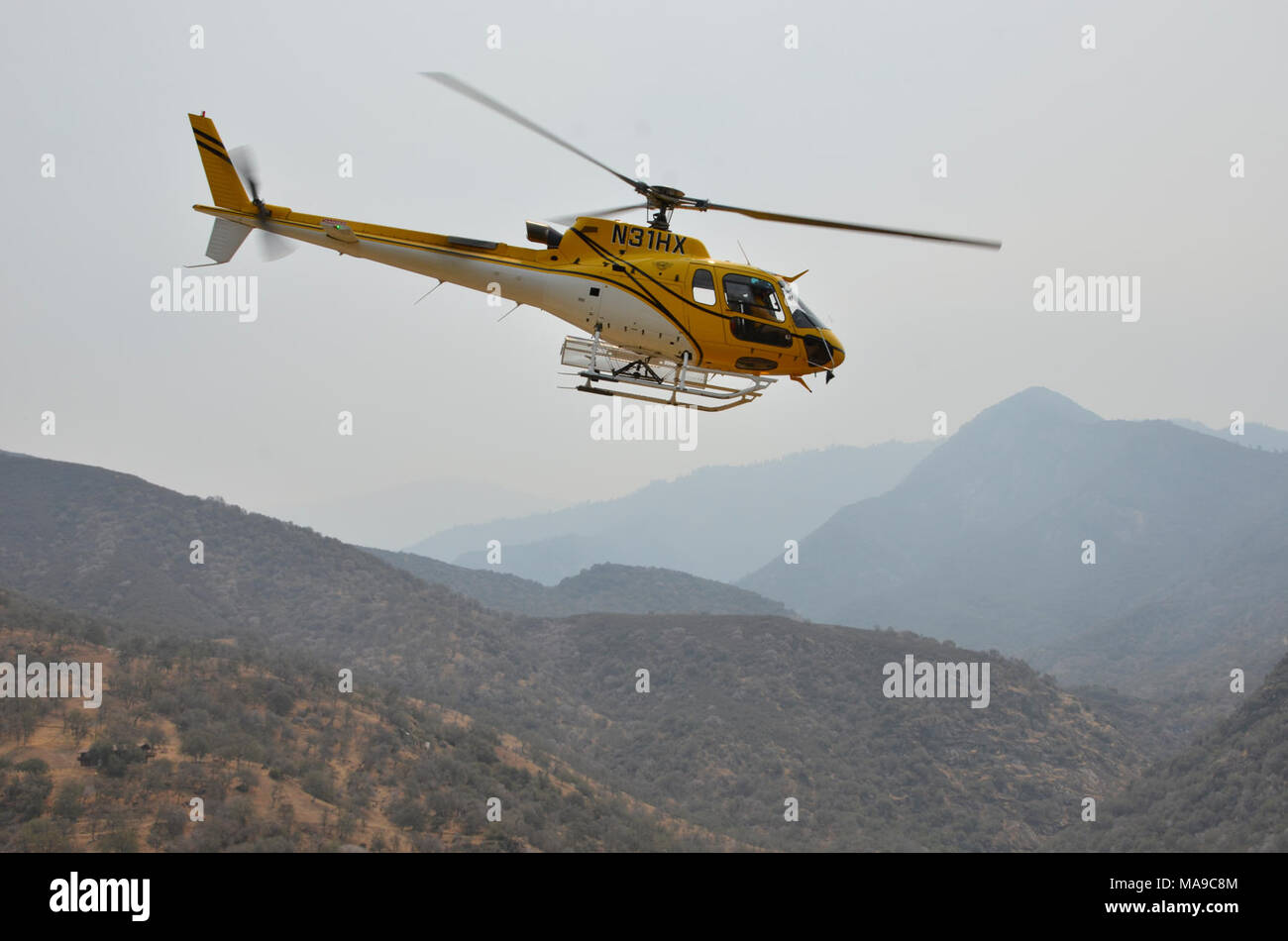 Fliegende Frösche zu Sicherheit. Stockfoto