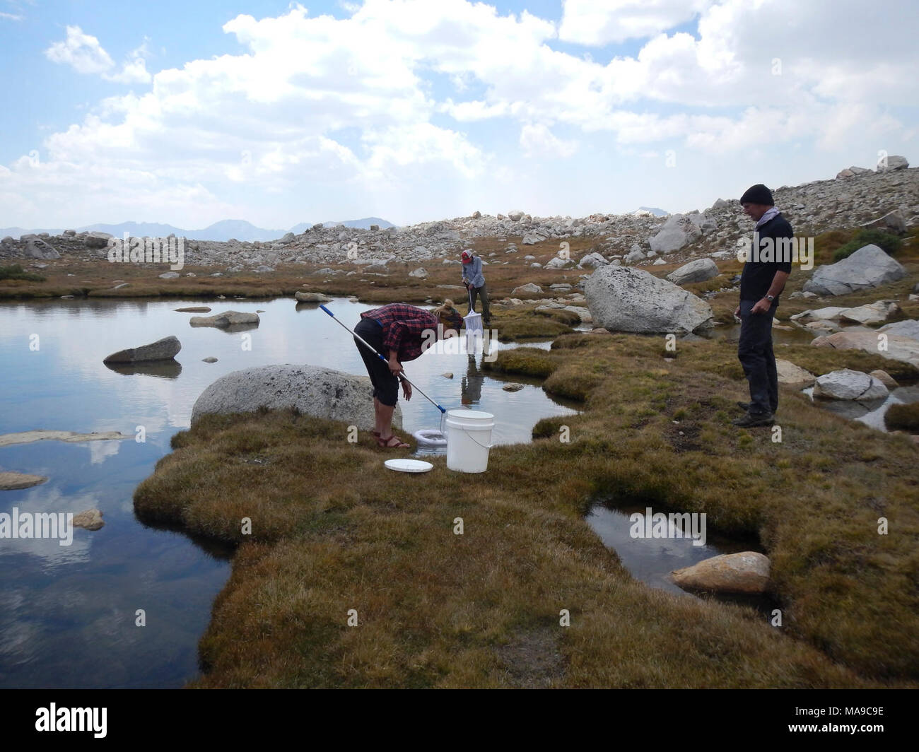 Frosch Rettung in Bergseen. Stockfoto